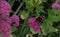 Red Admiral with broken wing