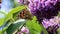 Red Admiral butterflies upon pink Buddleja flower