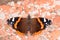 Red Admiral Butterfly