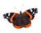 Red admiral butterfly