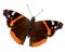 Red Admiral Butterfly