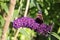 A Red admiral butterfly on a blooming summer lilac