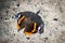 Red Admiral butterfly in bright sunshine on stony ground