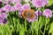 Red admiral butterfly on chive blossom, dorsal, macro