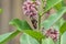 Red Admiral Butterfly on Common Milkweed with Honeybee, Apis