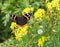 Red admiral butterfly on common ragwort