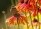 Red Admiral butterfly on Echinacea blossom