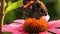 A Red Admiral butterfly on an Echinacea flower