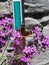 Red Admiral butterfly Erysimum Bowles Mauve