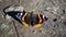 Red Admiral butterfly on ground