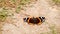 Red admiral butterfly on the ground