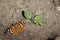 Red Admiral Butterfly on ground