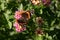 Red Admiral Butterfly on Lantana Blooms