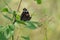 Red Admiral Butterfly on a leaf