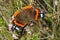 Red admiral butterfly with open wings