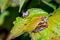 A red admiral butterfly perched on a pant leaf