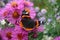 Red admiral butterfly on pink aster flowers