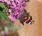 Red Admiral Butterfly on Pink Buddleia
