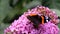Red Admiral butterfly upon pink Buddleja flower