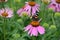 Red Admiral Butterfly on pink echinacea flower.