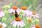 Red Admiral Butterfly on pink echinacea flower.