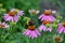 Red Admiral Butterfly on pink echinacea flower.