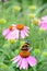 Red Admiral Butterfly on pink echinacea flower.