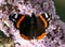 Red Admiral butterfly portrait macro on pink flower