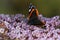 Red Admiral butterfly portrait on a pink flower