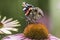 Red Admiral butterfly in profile on Echinacea flower