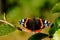Red Admiral butterfly resting on a leaf