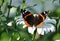 Red Admiral Butterfly on a Shasta Daisy