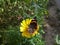 Red admiral butterfly sitting on a yellow daisy flower