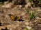 Red Admiral butterfly on stone ground