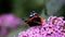 Red Admiral butterfly sucks nectar in Buddleja flower