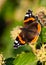 Red Admiral butterfly (Vanessa atalanta)