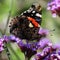 Red admiral butterfly Vanessa atalanta