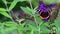 Red admiral butterfly - Vanessa atalanta - collecting nectar on flowering violet butterflybush - Buddleja davidii - in garden.