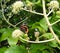 Red Admiral Butterfly Vanessa Atalanta on Fatsia Flower, Side View from Behind
