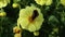 Red Admiral butterfly Vanessa atalanta gathers nectar on yellow flower of Dahlia