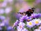 Red admiral butterfly vanessa atalanta sitting on Chrysanthemums flower