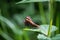 Red Admiral butterfly viewed from the side on a nettle