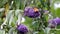 Red Admiral butterfly walks over pink Buddleja flower