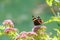 Red Admiral butterfly on wild flower..