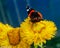 Red admiral butterfly on the yellow flower.