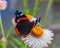 Red admiral butterfly on the yellow flower.