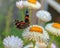 Red admiral butterfly on the yellow flower.