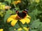 Red admiral butterfly on a yellow sunflower