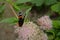 Red admiral butterfy on a holy rope boneset flower