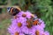 red admiral and European peacock on purple chrysanthemum flowers